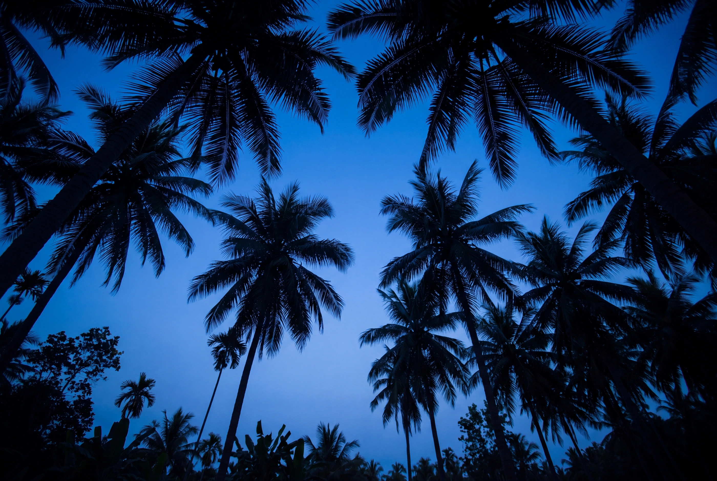 Palms at the blue hour