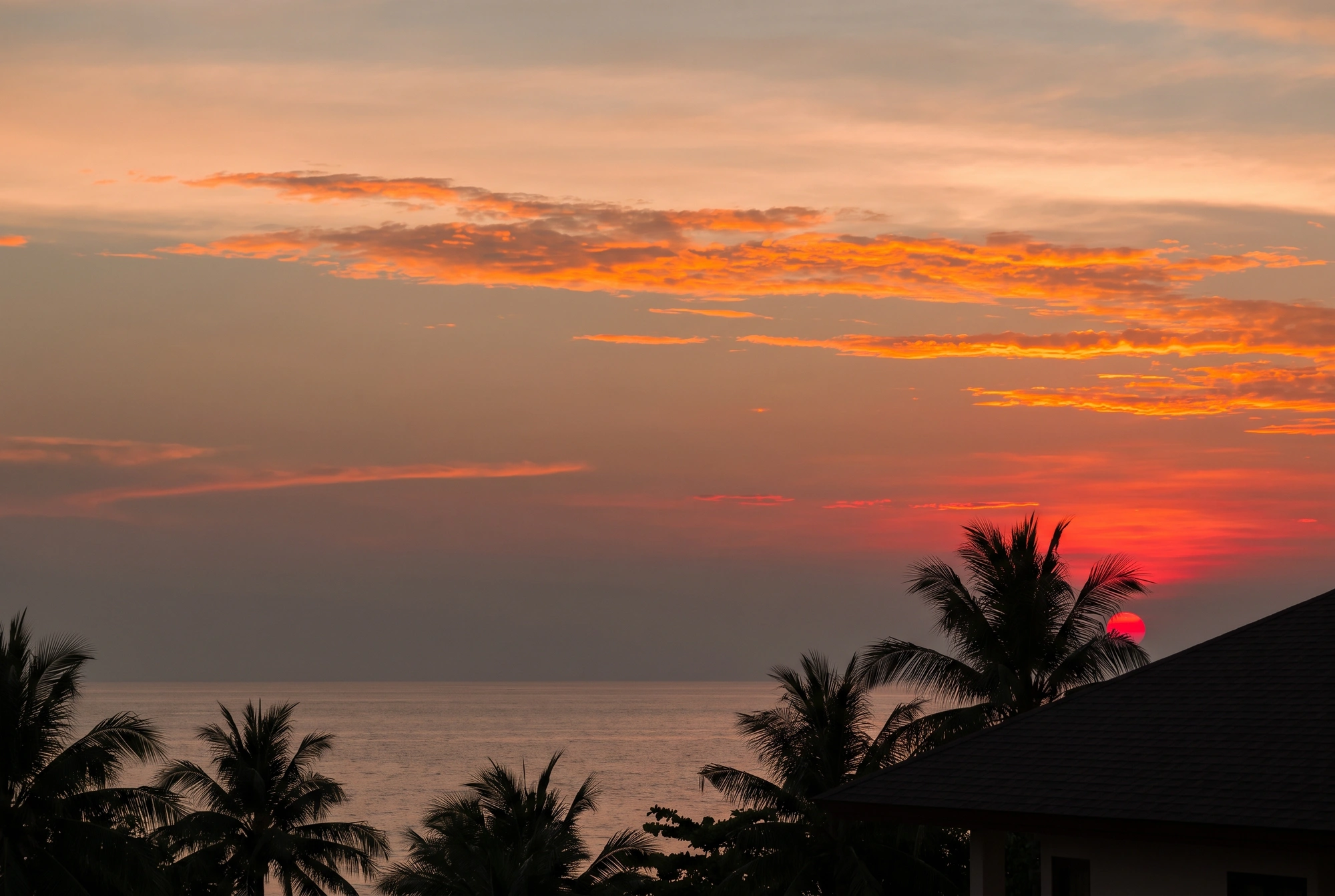 Sunset over the palms
